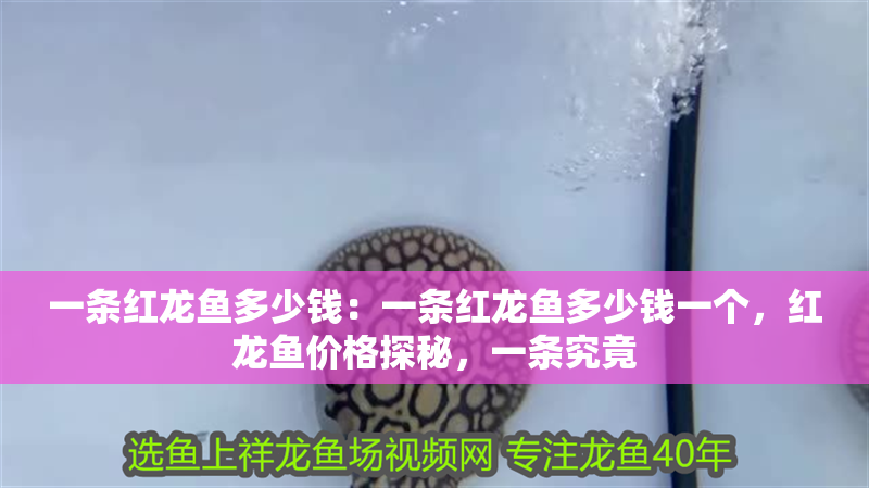 一條紅龍魚多少錢：一條紅龍魚多少錢一個，紅龍魚價格探秘，一條究竟 一條紅龍魚多少錢：一條紅龍魚多少錢一個，紅龍魚價格探秘，一條究竟 水族問答