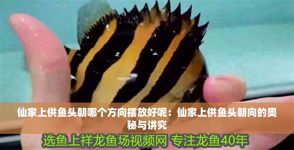 仙家上供魚頭朝哪個方向擺放好呢：仙家上供魚頭朝向的奧秘與講究