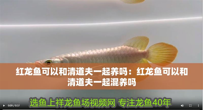 紅龍魚可以和清道夫一起養嗎：紅龍魚可以和清道夫一起混養嗎 紅龍魚可以和清道夫一起養嗎：紅龍魚可以和清道夫一起混養嗎 紅龍魚百科 第1張