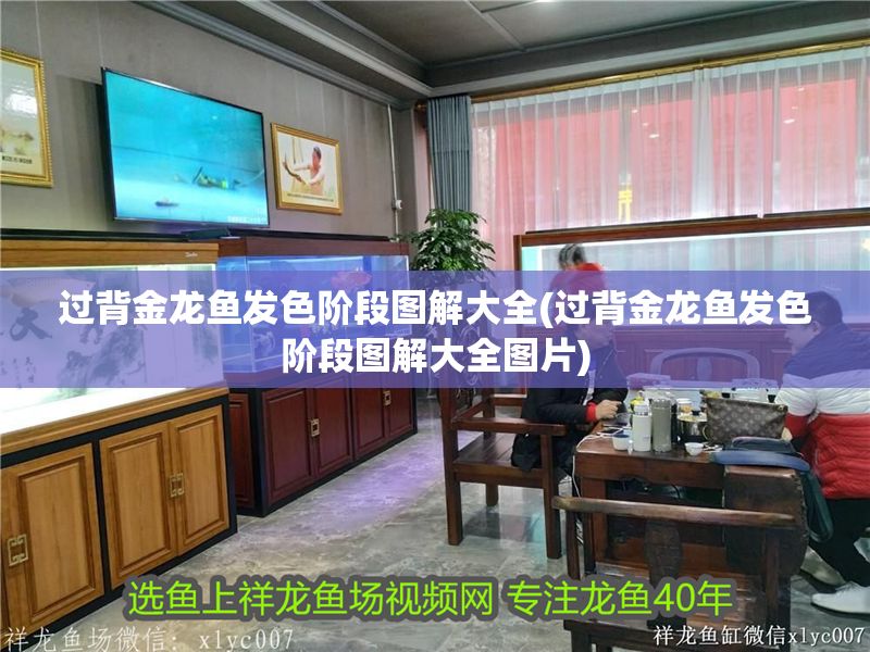 過背金龍魚發(fā)色階段圖解大全(過背金龍魚發(fā)色階段圖解大全圖片) 金龍魚百科 第1張 過背金龍魚發(fā)色階段圖解大全(過背金龍魚發(fā)色階段圖解大全圖片) 過背金龍魚發(fā)色階段圖解大全(過背金龍魚發(fā)色階段圖解大全圖片) 金龍魚百科 第1張