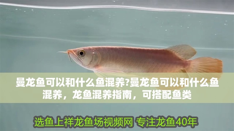 曼龍魚可以和什么魚混養?曼龍魚可以和什么魚混養，龍魚混養指南，可搭配魚類