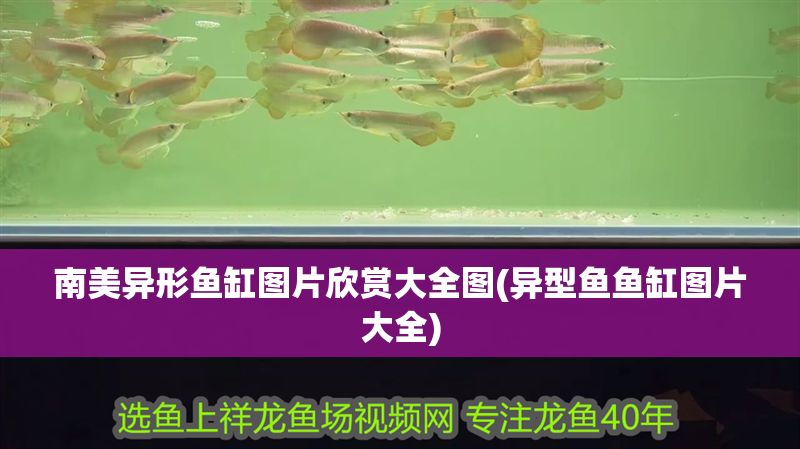 南美異形魚缸圖片欣賞大全圖(異型魚魚缸圖片大全) 南美異形魚缸圖片欣賞大全圖(異型魚魚缸圖片大全) 黃金貓魚百科 第1張