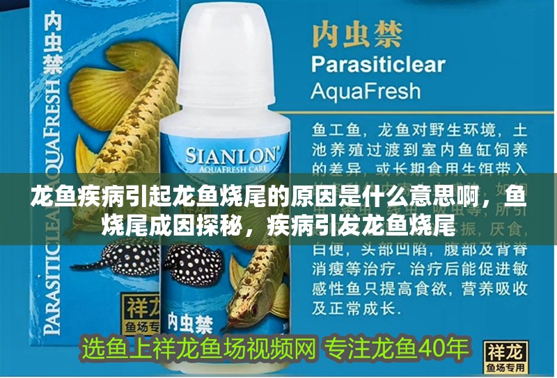 龍魚疾病引起龍魚燒尾的原因是什么意思啊，魚燒尾成因探秘，疾病引發龍魚燒尾