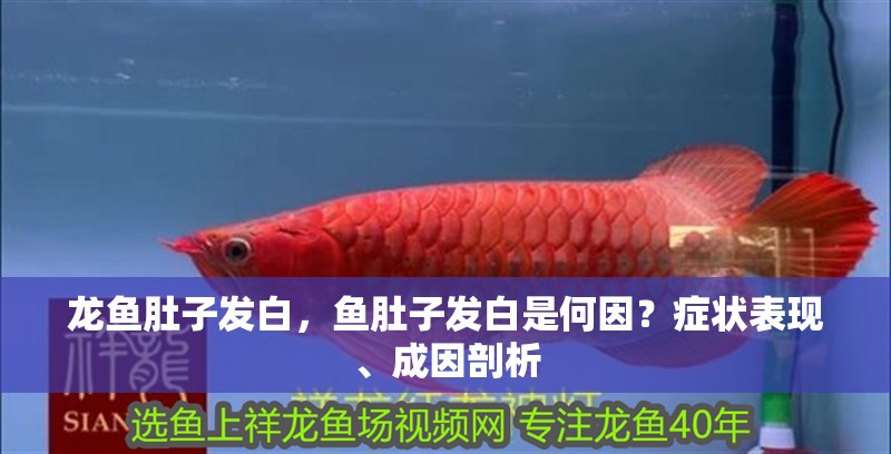 龍魚肚子發(fā)白，魚肚子發(fā)白是何因？癥狀表現(xiàn)、成因剖析