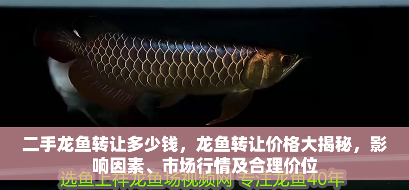 二手龍魚轉讓多少錢，龍魚轉讓價格大揭秘，影響因素、市場行情及合理價位