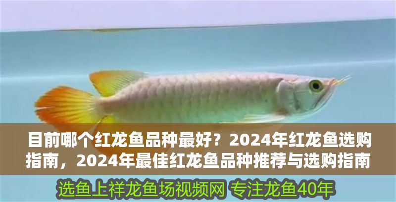 目前哪個紅龍魚品種最好？2024年紅龍魚選購指南，2024年最佳紅龍魚品種推薦與選購指南