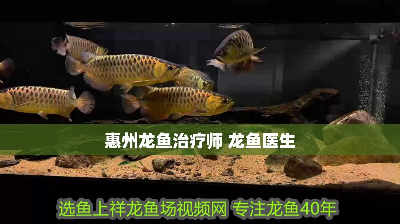 惠州龍魚治療師 龍魚醫(yī)生