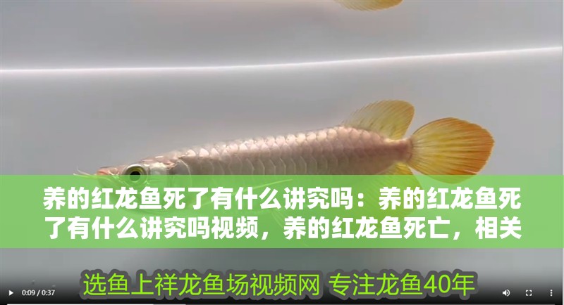 養的紅龍魚死了有什么講究嗎：養的紅龍魚死了有什么講究嗎視頻，養的紅龍魚死亡，相關講究