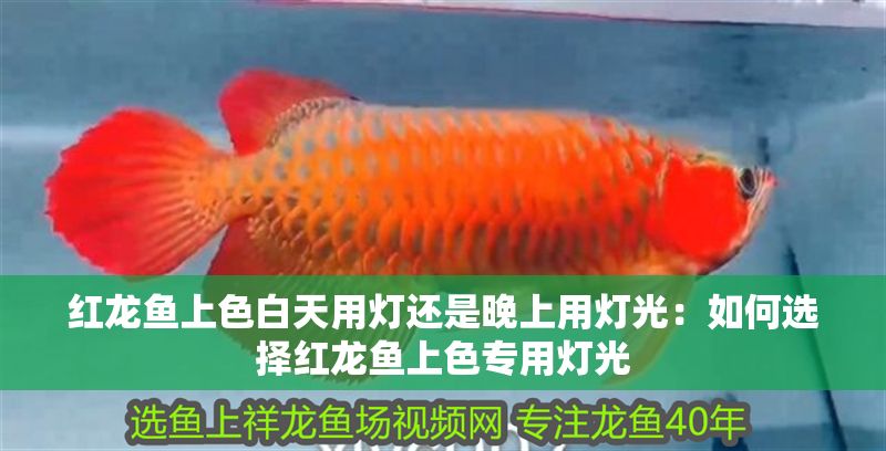 紅龍魚上色白天用燈還是晚上用燈光：如何選擇紅龍魚上色專用燈光