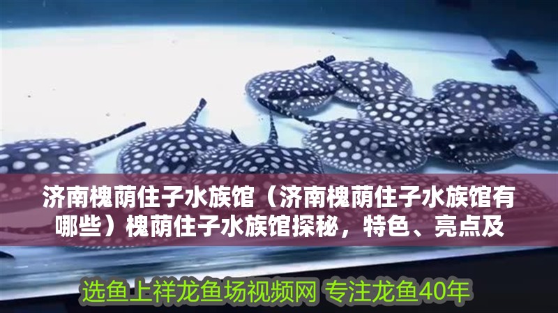 濟南槐蔭住子水族館（濟南槐蔭住子水族館有哪些）槐蔭住子水族館探秘，特色、亮點及