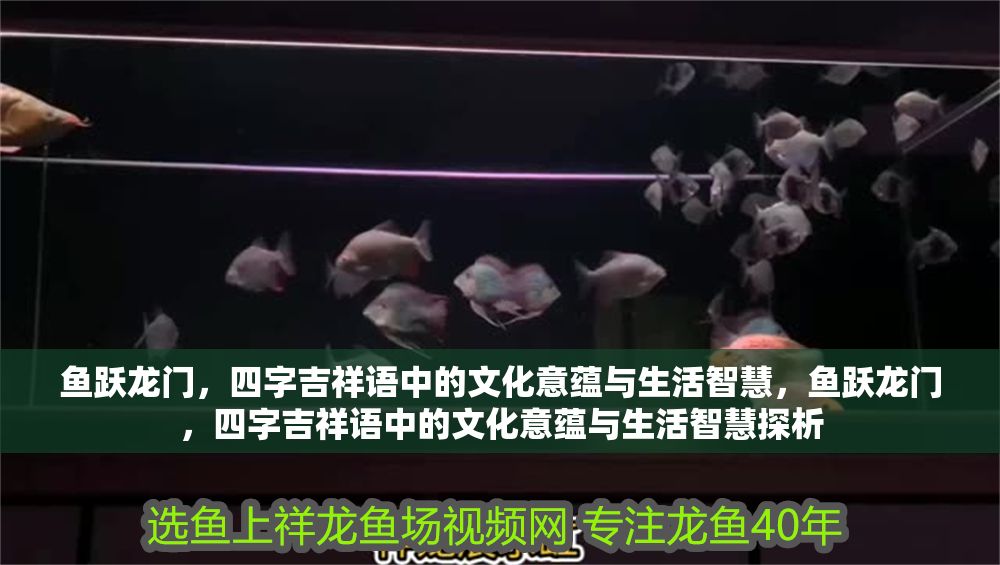 魚躍龍門，四字吉祥語中的文化意蘊與生活智慧，魚躍龍門，四字吉祥語中的文化意蘊與生活智慧探析