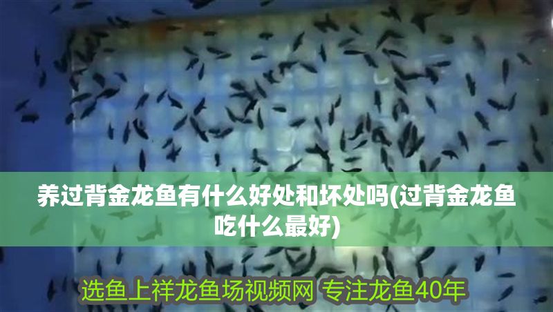 養過背金龍魚有什么好處和壞處嗎(過背金龍魚吃什么最好) 金龍魚百科 第1張 養過背金龍魚有什么好處和壞處嗎(過背金龍魚吃什么最好) 養過背金龍魚有什么好處和壞處嗎(過背金龍魚吃什么最好) 金龍魚百科 第1張