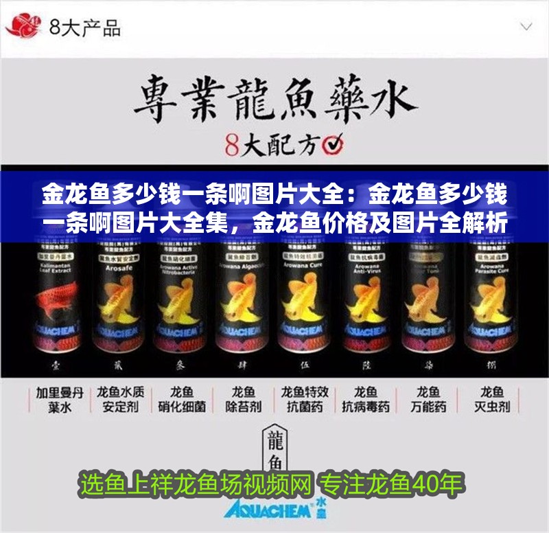 金龍魚多少錢一條啊圖片大全：金龍魚多少錢一條啊圖片大全集，金龍魚價(jià)格及圖片全解析，探尋金龍魚多少錢 金龍魚多少錢一條啊圖片大全：金龍魚多少錢一條啊圖片大全集，金龍魚價(jià)格及圖片全解析，探尋金龍魚多少錢 水族問答