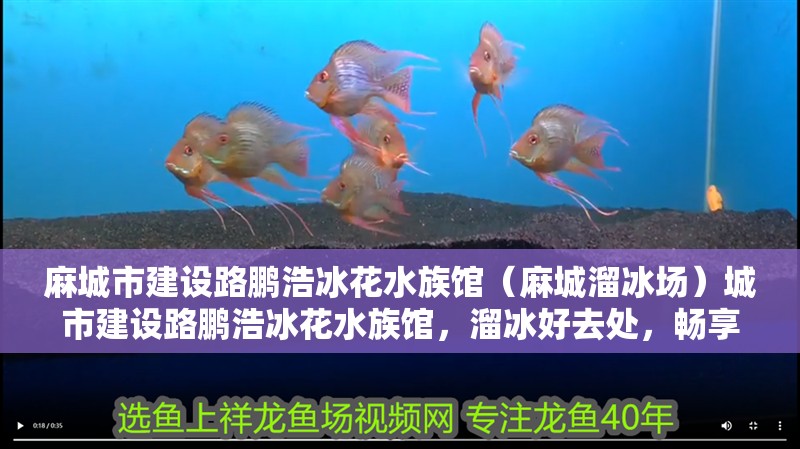 麻城市建設路鵬浩冰花水族館（麻城溜冰場）城市建設路鵬浩冰花水族館，溜冰好去處，暢享冰上