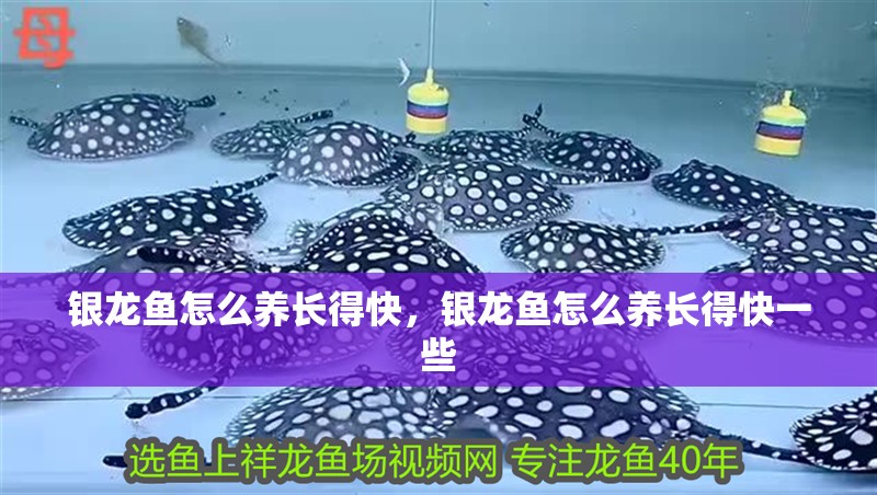 銀龍魚怎么養(yǎng)長得快，銀龍魚怎么養(yǎng)長得快一些