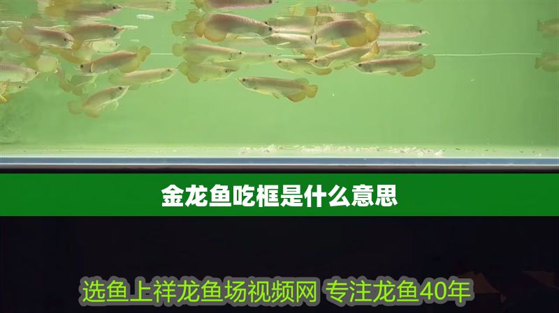 金龍魚吃框是什么意思