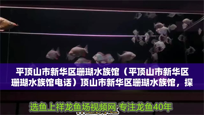 平頂山市新華區(qū)珊瑚水族館（平頂山市新華區(qū)珊瑚水族館電話）頂山市新華區(qū)珊瑚水族館，探秘海洋奇