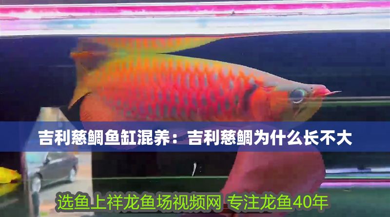 吉利慈鯛魚缸混養：吉利慈鯛為什么長不大