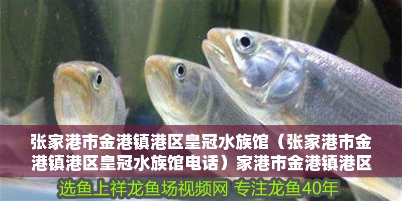 張家港市金港鎮港區皇冠水族館（張家港市金港鎮港區皇冠水族館電話）家港市金港鎮港區皇冠水族館，探秘海洋奇觀，聯系電話