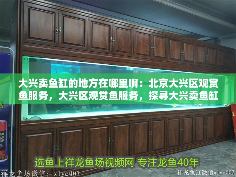 大興賣魚缸的地方在哪里啊：北京大興區觀賞魚服務，大興區觀賞魚服務，探尋大興賣魚缸的絕佳地點