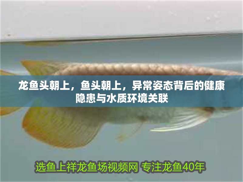 龍魚頭朝上，魚頭朝上，異常姿態背后的健康隱患與水質環境關聯