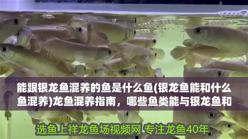 能跟銀龍魚混養(yǎng)的魚是什么魚(銀龍魚能和什么魚混養(yǎng))龍魚混養(yǎng)指南，哪些魚類能與銀龍魚和諧