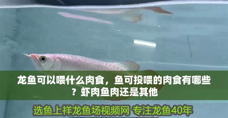 龍魚可以喂什么肉食，魚可投喂的肉食有哪些？蝦肉魚肉還是其他 龍魚可以喂什么肉食，魚可投喂的肉食有哪些？蝦肉魚肉還是其他 龍魚百科 第2張