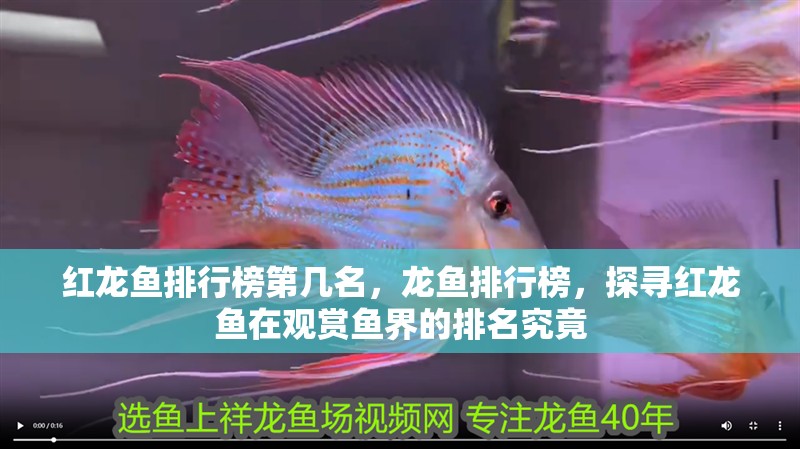 紅龍魚排行榜第幾名，龍魚排行榜，探尋紅龍魚在觀賞魚界的排名究竟