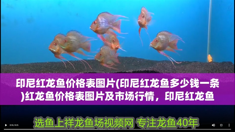 印尼紅龍魚價格表圖片(印尼紅龍魚多少錢一條)紅龍魚價格表圖片及市場行情，印尼紅龍魚
