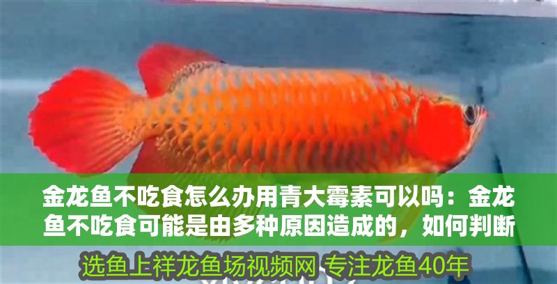 金龍魚不吃食怎么辦用青大霉素可以嗎：金龍魚不吃食可能是由多種原因造成的，如何判斷金龍魚水質是否合適 金龍魚不吃食怎么辦用青大霉素可以嗎：金龍魚不吃食可能是由多種原因造成的，如何判斷金龍魚水質是否合適 金龍魚百科 第1張