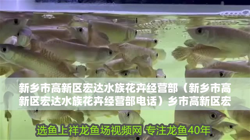 新鄉市高新區宏達水族花卉經營部（新鄉市高新區宏達水族花卉經營部電話）鄉市高新區宏達水族花卉經營部，電話及特色