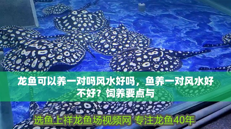 龍魚可以養一對嗎風水好嗎，魚養一對風水好不好？飼養要點與