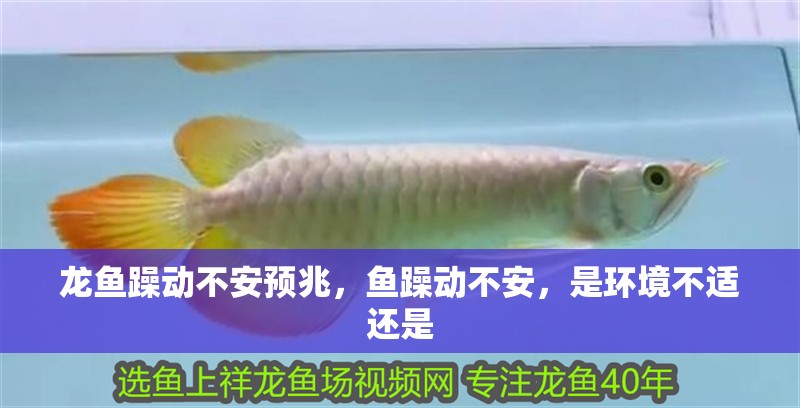 龍魚躁動不安預兆，魚躁動不安，是環境不適還是