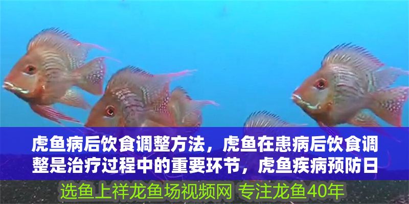 虎魚病后飲食調整方法,虎魚在患病后飲食調整是治療過程中的重要環節,虎魚疾病預防日常管理技巧 虎魚百科 第2張 虎魚病后飲食調整方法,虎魚在患病后飲食調整是治療過程中的重要環節,虎魚疾病預防日常管理技巧 虎魚病后飲食調整方法,虎魚在患病后飲食調整是治療過程中的重要環節,虎魚疾病預防日常管理技巧 虎魚百科 第2張