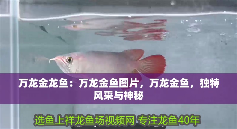 萬龍金龍魚：萬龍金魚圖片，萬龍金魚，獨(dú)特風(fēng)采與神秘