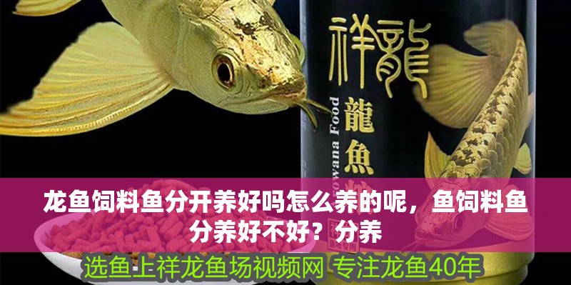 龍魚飼料魚分開養好嗎怎么養的呢，魚飼料魚分養好不好？分養