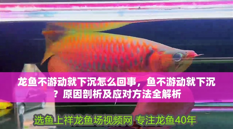 龍魚不游動就下沉怎么回事，魚不游動就下沉？原因剖析及應對方法全解析