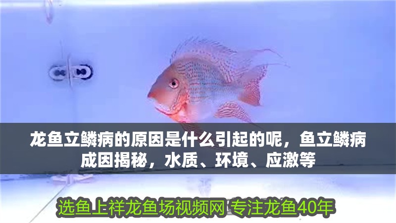 龍魚立鱗病的原因是什么引起的呢，魚立鱗病成因揭秘，水質、環境、應激等