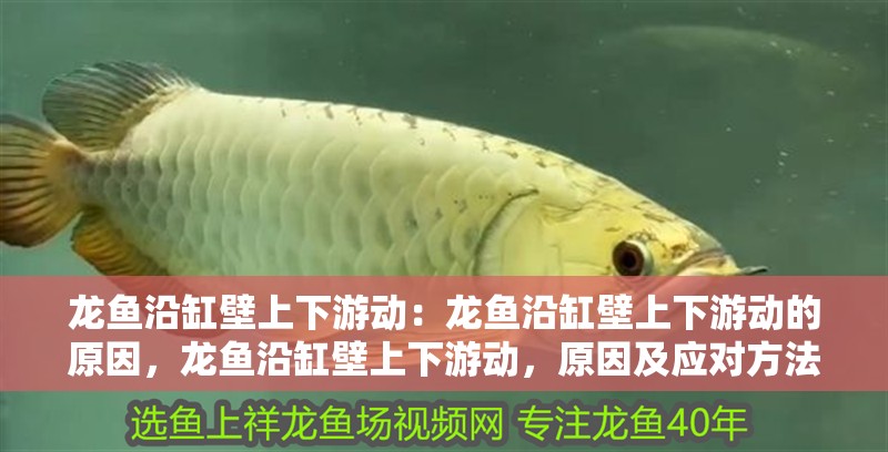 龍魚沿缸壁上下游動：龍魚沿缸壁上下游動的原因，龍魚沿缸壁上下游動，原因及應對方法詳解 龍魚沿缸壁上下游動：龍魚沿缸壁上下游動的原因，龍魚沿缸壁上下游動，原因及應對方法詳解 水族問答