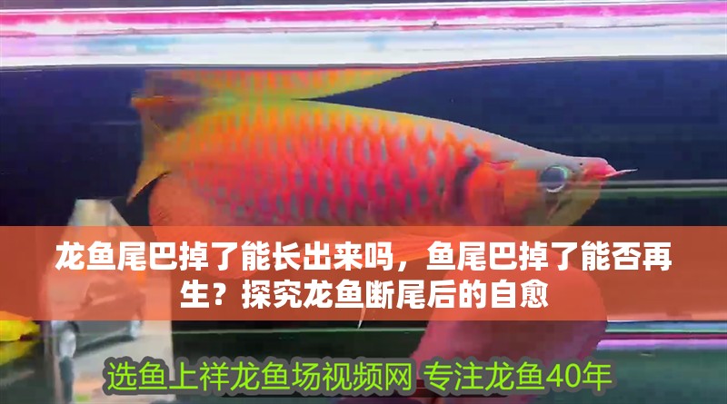 龍魚尾巴掉了能長出來嗎，魚尾巴掉了能否再生？探究龍魚斷尾后的自愈