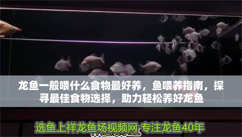 龍魚一般喂什么食物最好養(yǎng)，魚喂養(yǎng)指南，探尋最佳食物選擇，助力輕松養(yǎng)好龍魚