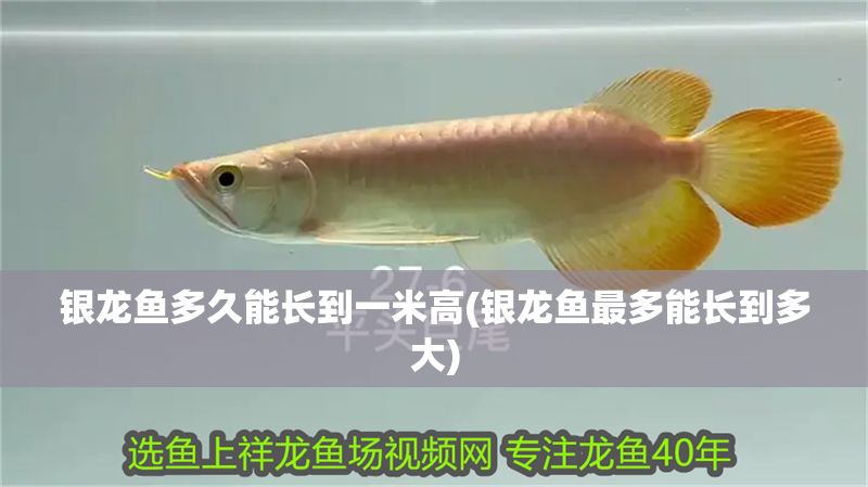 銀龍魚多久能長到一米高(銀龍魚最多能長到多大)