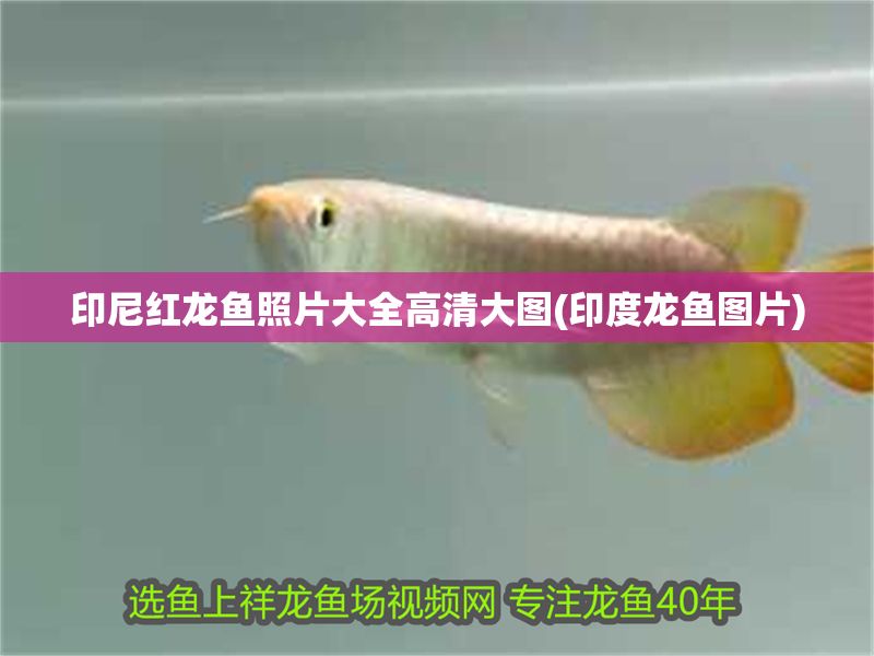 印尼紅龍魚照片大全高清大圖(印度龍魚圖片)