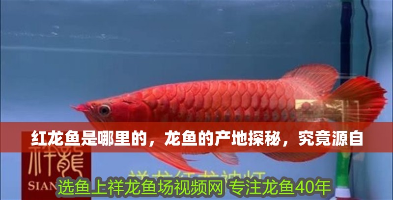 紅龍魚是哪里的，龍魚的產地探秘，究竟源自 紅龍魚是哪里的，龍魚的產地探秘，究竟源自 龍魚百科 第4張