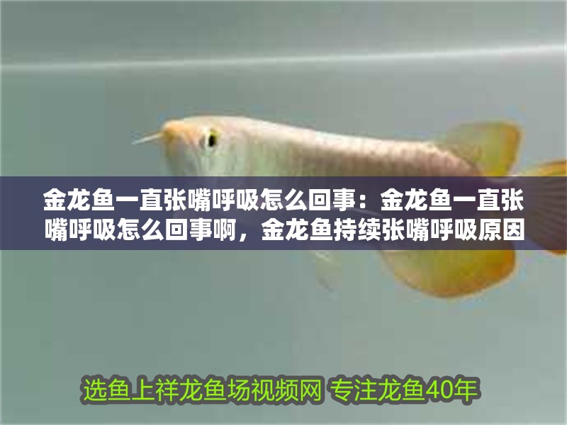 金龍魚一直張嘴呼吸怎么回事：金龍魚一直張嘴呼吸怎么回事啊，金龍魚持續張嘴呼吸原因探究