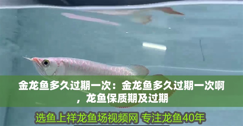 金龍魚多久過期一次：金龍魚多久過期一次啊，龍魚保質期及過期 金龍魚多久過期一次：金龍魚多久過期一次啊，龍魚保質期及過期 水族問答