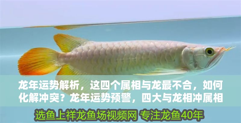 龍年運勢解析，這四個屬相與龍最不合，如何化解沖突？龍年運勢預警，四大與龍相沖屬相及化解之道