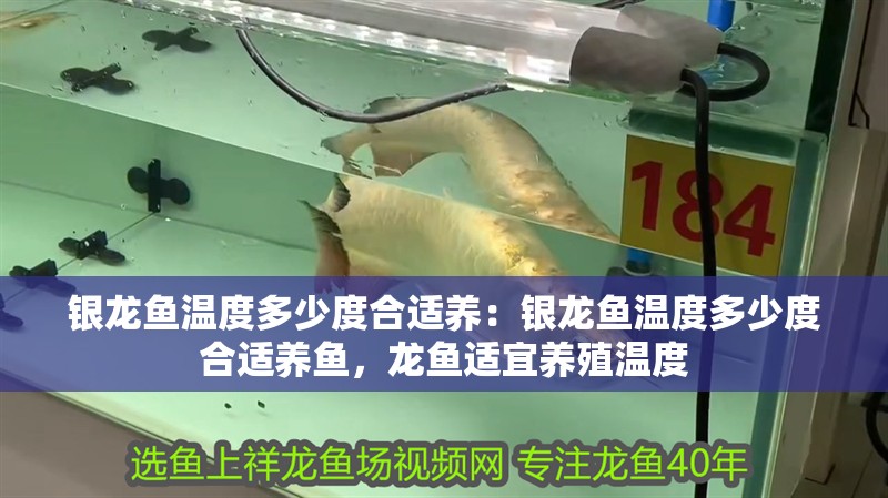 銀龍魚溫度多少度合適養：銀龍魚溫度多少度合適養魚，龍魚適宜養殖溫度