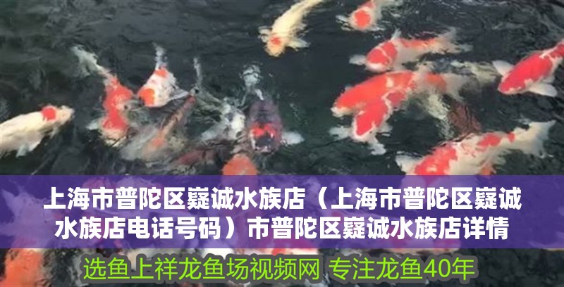 上海市普陀區(qū)嶷誠水族店（上海市普陀區(qū)嶷誠水族店電話號(hào)碼）市普陀區(qū)嶷誠水族店詳情