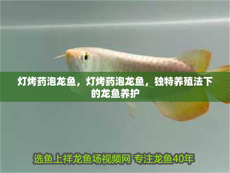 燈烤藥泡龍魚,燈烤藥泡龍魚,獨特養殖法下的龍魚養護 龍魚百科 第3張 燈烤藥泡龍魚,燈烤藥泡龍魚,獨特養殖法下的龍魚養護 燈烤藥泡龍魚,燈烤藥泡龍魚,獨特養殖法下的龍魚養護 龍魚百科 第3張